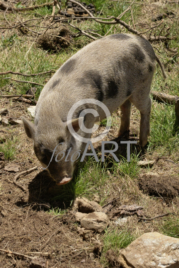 Hängebauchschwein