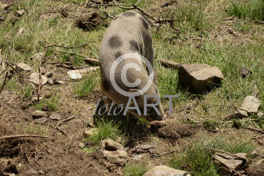 Hängebauchschwein