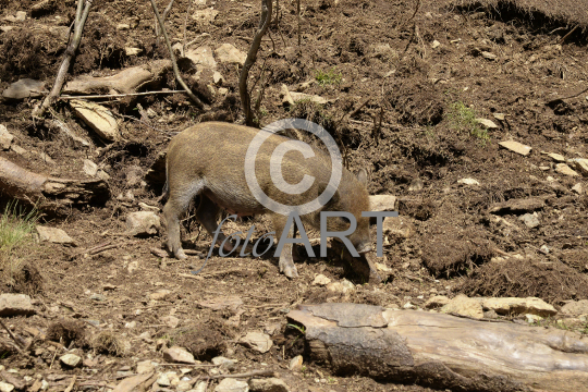 Hängebauchschwein