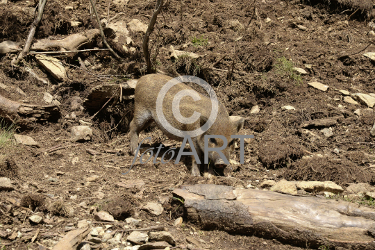 Hängebauchschwein