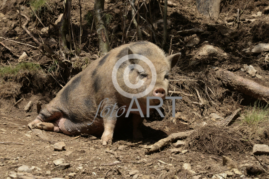 Hängebauchschwein