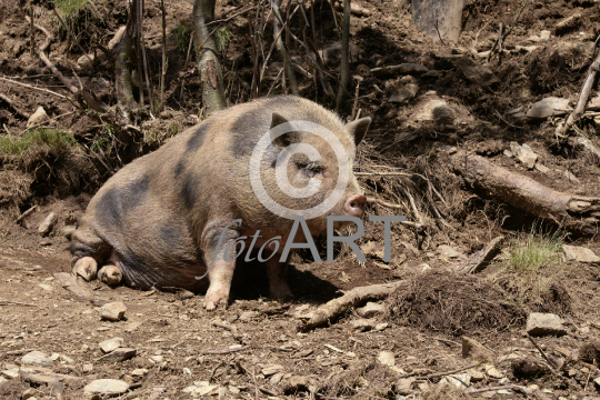 Hängebauchschwein