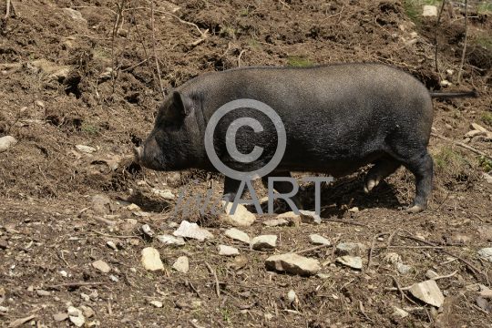 Hängebauchschwein