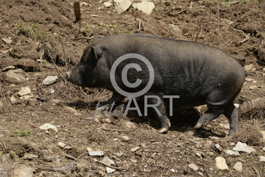 Hängebauchschwein