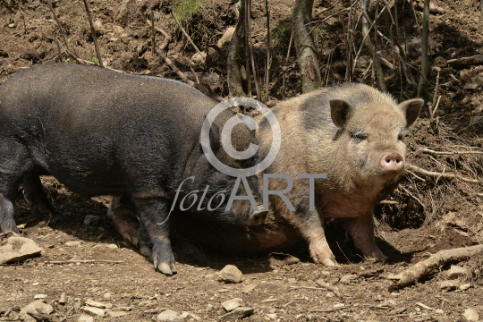 Hängebauchschweine