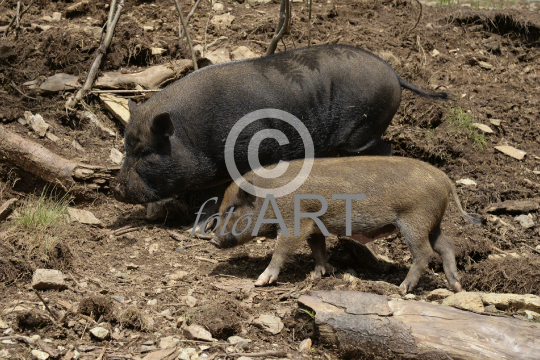 Hängebauchschweine