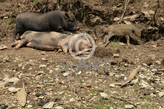 Hängebauchschweinfamilie