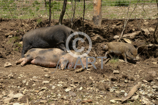 Hängebauchschweinfamilie