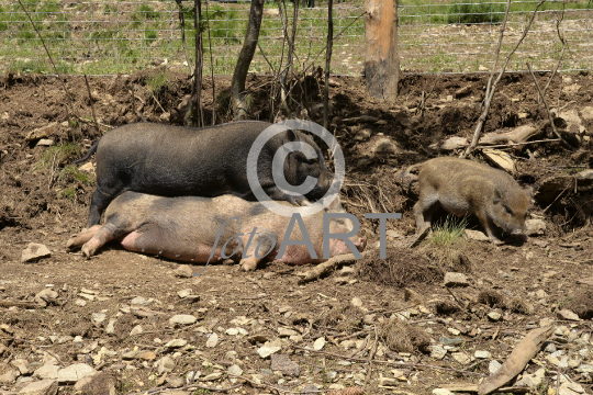 Hängebauchschweinfamilie