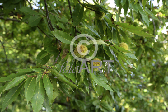 Kastanienbaum mit Kastanienigel