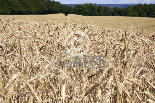Kornfeld