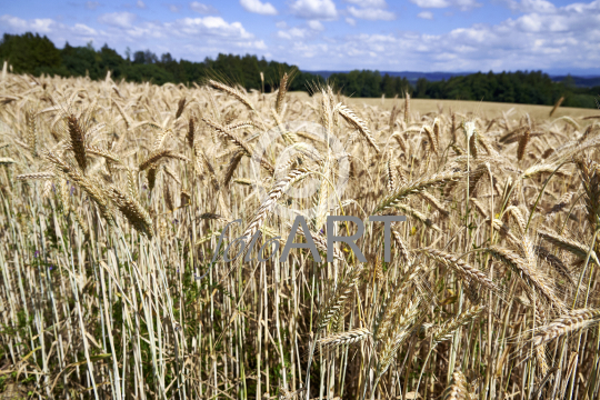 Kornfeld