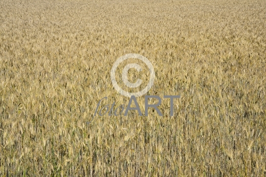 Kornfeld