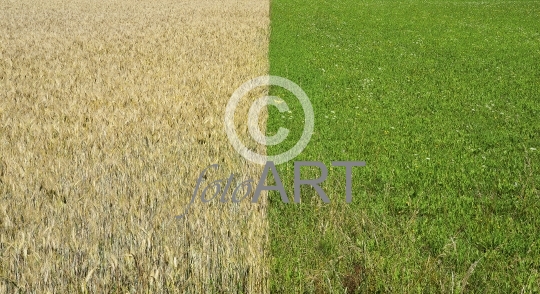 Kornfeld und Wiese