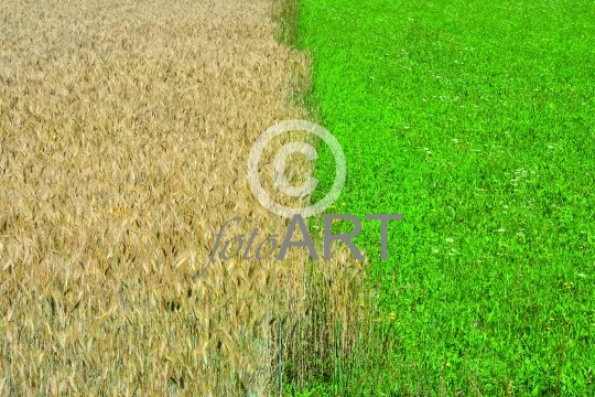 Kornfeld und Wiese