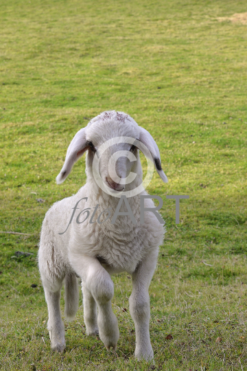 Lamm