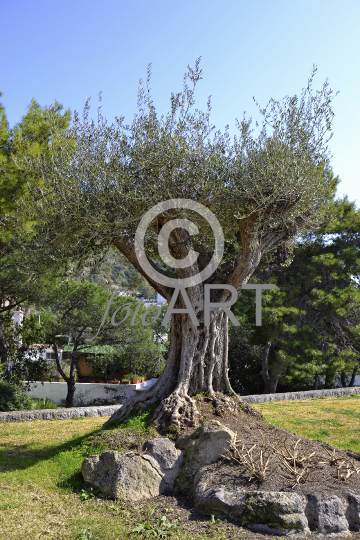 Olivenbaum