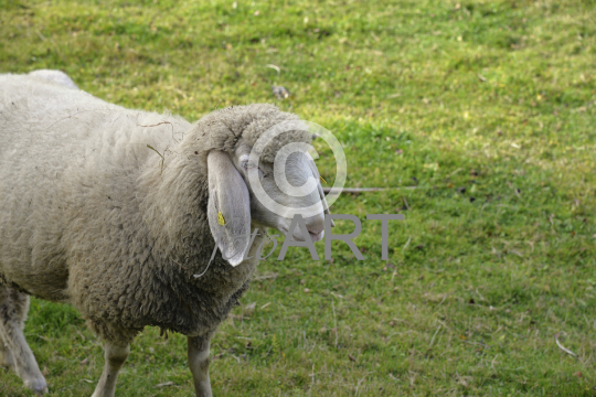 Schaf