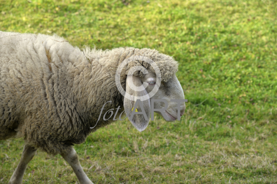 Schaf