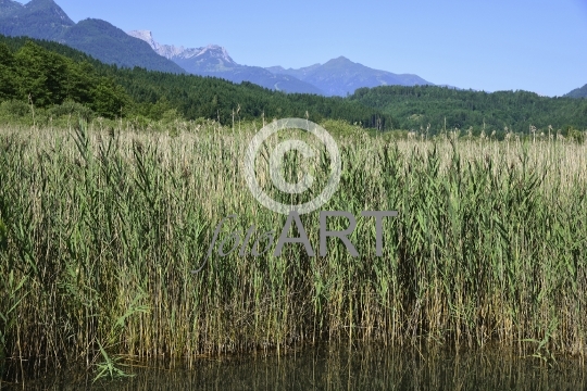 Schilf, Pressegger See