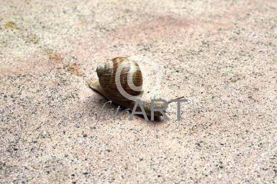 Schnecke
