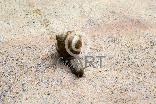 Schnecke, Weinbergschnecke.