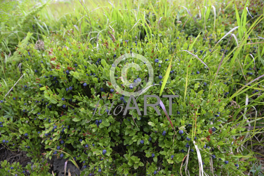 Schwarzbeeren, Heidelbeeren, Blaubeeren