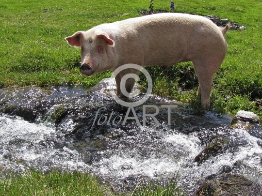 Schwein - Freilandhaltung