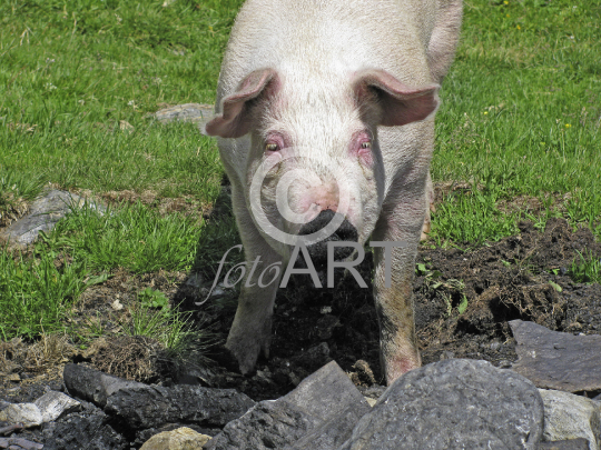 Schwein beim Suhlen
