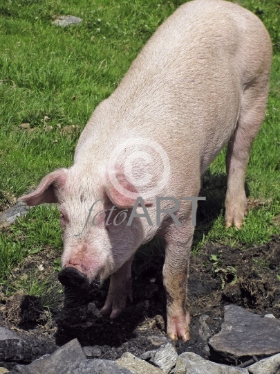 Schwein beim Suhlen
