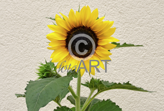 Sonnenblume