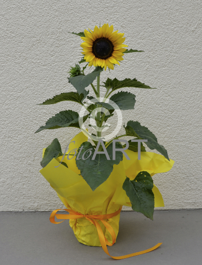 Sonnenblume