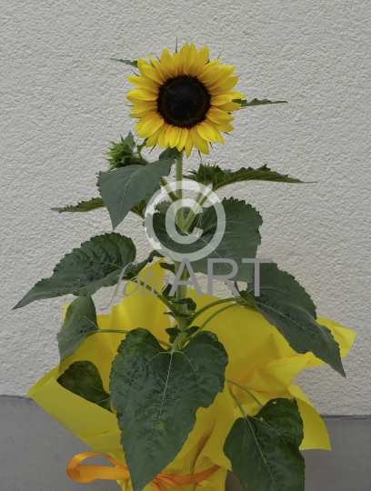 Sonnenblume