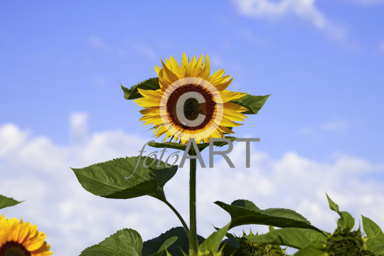 Sonnenblume mit Besuch
