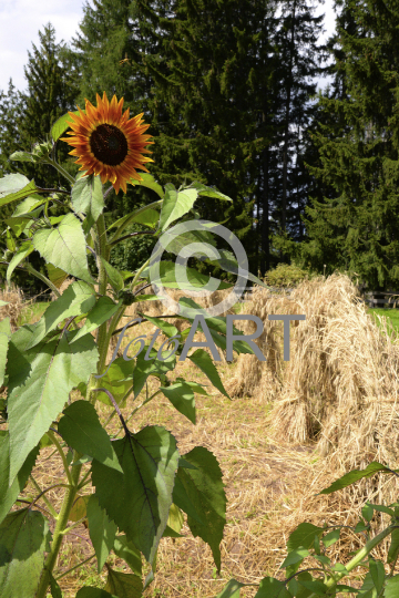 Sonnenblume vor Kornhocken
