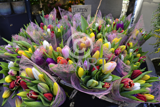 Tulpen