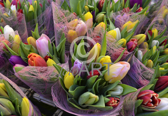 Tulpen