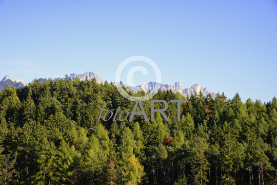 Wald mit Rosengarten