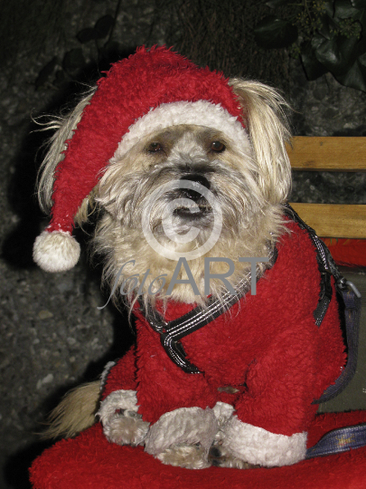 Weihnachtshund