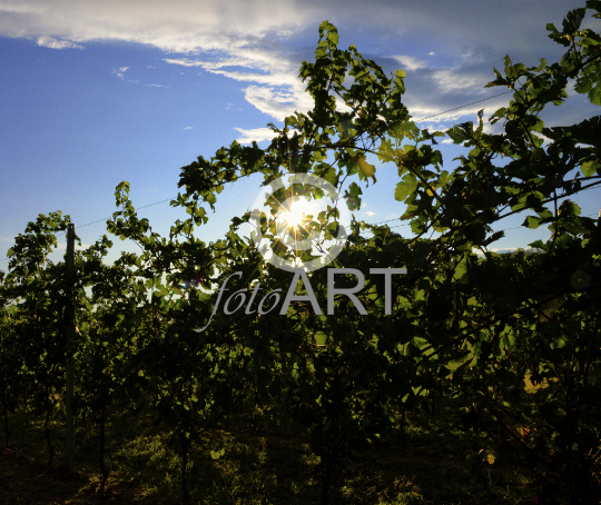 Weinreben