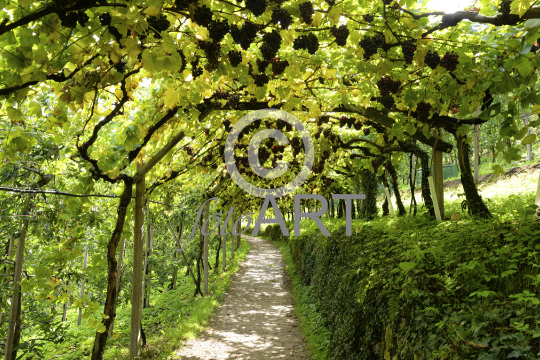 Weinreben