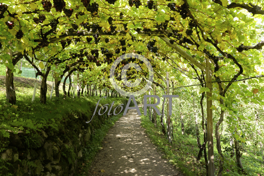 Weinreben