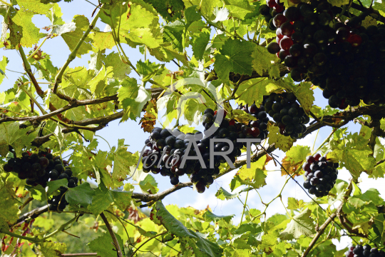 Weinreben