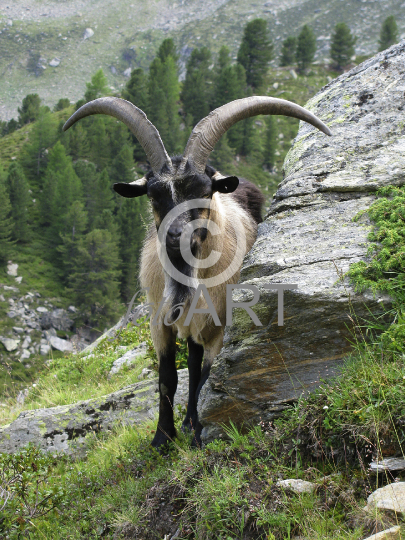 Ziegenbock
