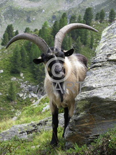 Ziegenbock